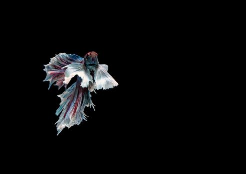 Betta fish, siamese fighting fish, betta splendens isolated on black background