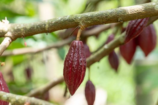 Cacao Tree (Theobroma cacao). Organic cocoa fruit pods in nature.