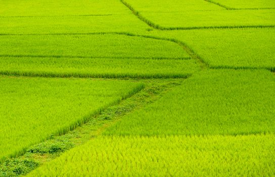 Beautiful Green Terraced Rice Field