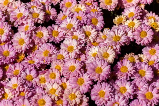 colorful flowers in depth of field