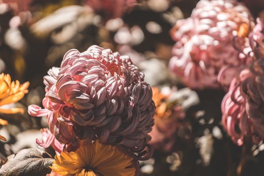 colorful flowers in depth of field