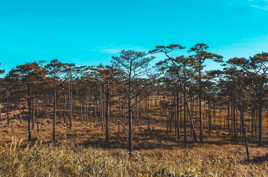 Pinus mugo - It is also known as creeping pine, dwarf mountain pine, mugo pine