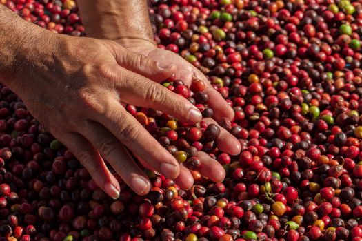 Fresh Arabica coffee berries . Organic coffee farm