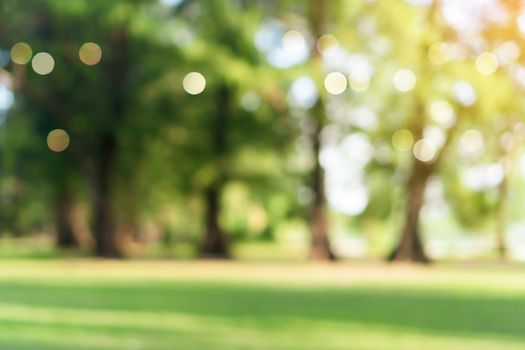 Blur nature bokeh green park by beach and tropical coconut trees in sunset time.