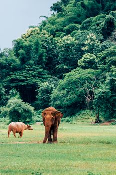 Asian Elephant in a nature at deep forest in Thailand