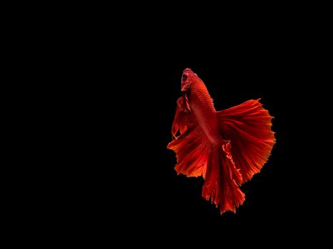 Betta fish, siamese fighting fish, betta splendens isolated on black background