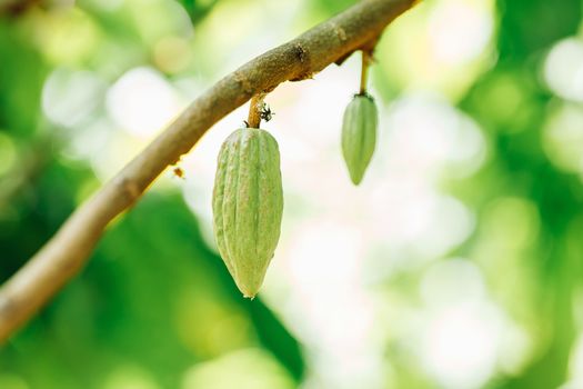 Cacao Tree (Theobroma cacao). Organic cocoa fruit pods in nature.