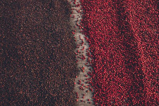 Coffee beans drying in the sun. Coffee plantations at coffee farm