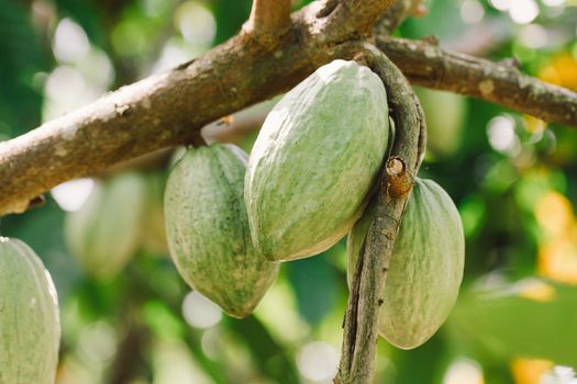 Cacao Tree (Theobroma cacao). Organic cocoa fruit pods in nature.