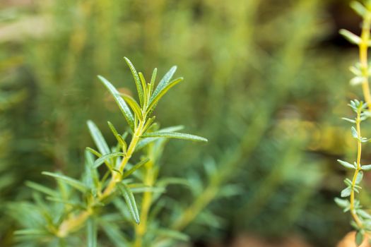 Fresh Rosemary Herb grow outdoor. Rosemary leaves Close-up.