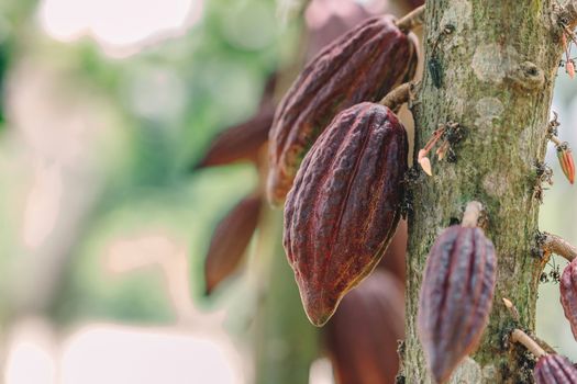 Cacao Tree (Theobroma cacao). Organic cocoa fruit pods in nature.