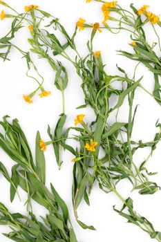 French Tarragon on white background