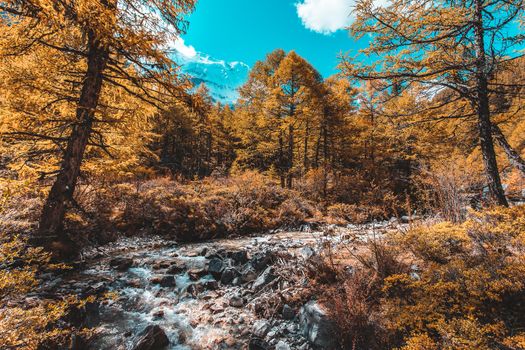 Colorful in autumn forest and snow mountain at Yading nature reserve, The last Shangri la