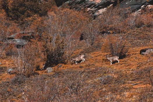 Chamois, Rupicapra rupicapra, on the rocky hill, forest in background,