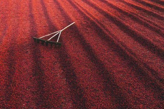 Coffee beans drying in the sun. Coffee plantations at coffee farm