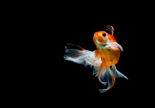 goldfish isolated on a dark black background