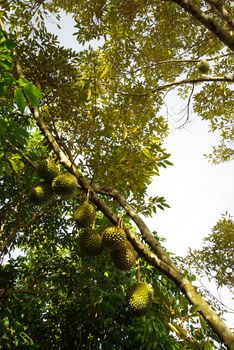 Large durian hanging on the branches of durian trees