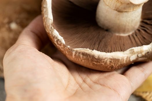 Fresh Portobello Mushroom on wooden board