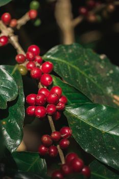 Coffee beans ripening on tree in North of thailand