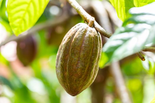 Cacao Tree (Theobroma cacao). Organic cocoa fruit pods in nature.