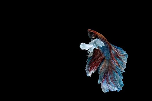 Betta fish, siamese fighting fish, betta splendens isolated on black background