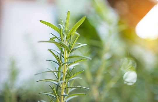 Fresh Rosemary Herb grow outdoor. Rosemary leaves Close-up.