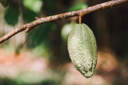 Cacao Tree (Theobroma cacao). Organic cocoa fruit pods in nature.