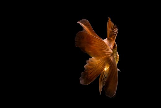 goldfish isolated on a dark black background