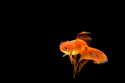 goldfish isolated on a dark black background