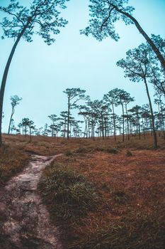 Pinus mugo - It is also known as creeping pine, dwarf mountain pine, mugo pine