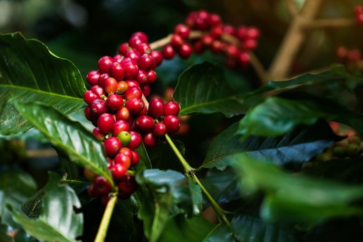 Coffee beans ripening on tree in North of thailand