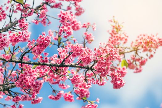 Cherry Blossom and Sakura wallpaper