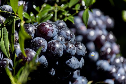 Dark grapes in a basket. Grape harvesting. Red wine grapes