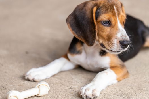 Puppy dog ripping ball apart Beagle dog purebred