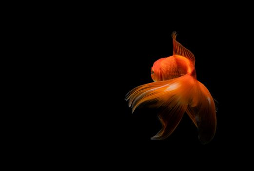 goldfish isolated on a dark black background