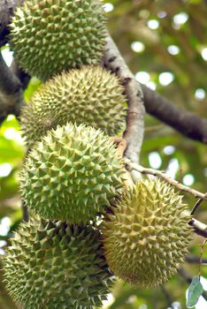 Large durian hanging on the branches of durian trees