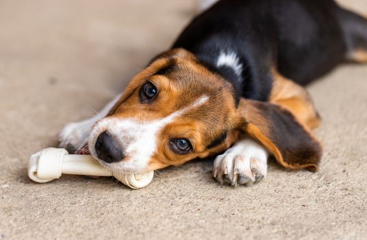 Puppy dog ripping ball apart Beagle dog purebred