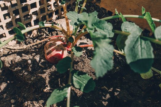 Radish plant in sandy soil, close up. Gardening background with Radish plants