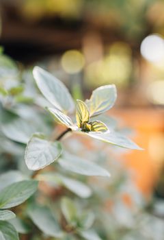 Wild oregano growing in a garden. Oregano sign.Small Oregano Plant