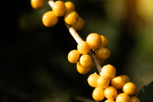 Coffee beans ripening on tree in North of thailand