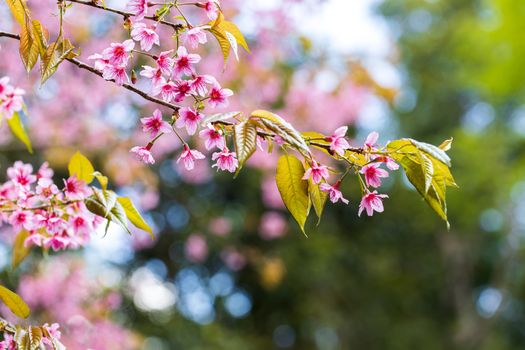 Cherry Blossom and Sakura wallpaper