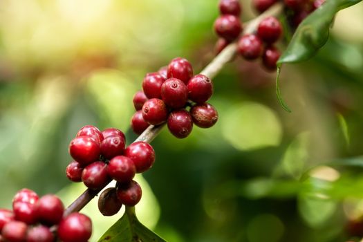 Coffee beans ripening on tree in North of thailand