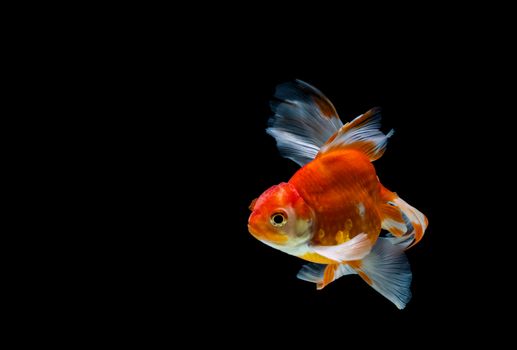 goldfish isolated on a dark black background