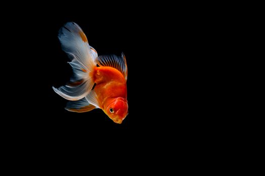 goldfish isolated on a dark black background