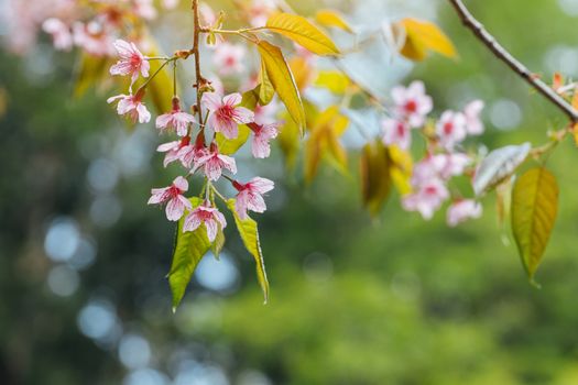 Cherry Blossom and Sakura wallpaper