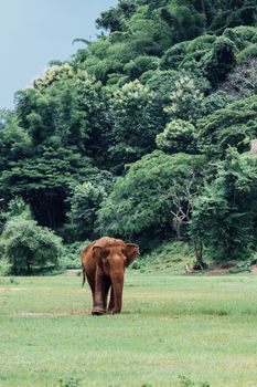 Asian Elephant in a nature at deep forest in Thailand