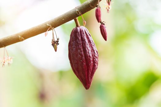 Cacao Tree (Theobroma cacao). Organic cocoa fruit pods in nature.