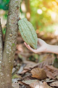 Cacao Tree (Theobroma cacao). Organic cocoa fruit pods in nature.