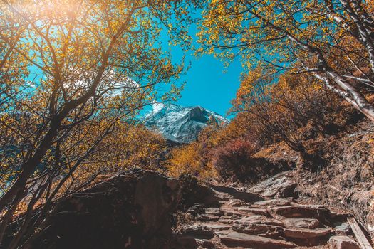 Colorful in autumn forest and snow mountain at Yading nature reserve, The last Shangri la