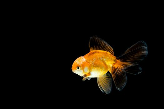 goldfish isolated on a dark black background